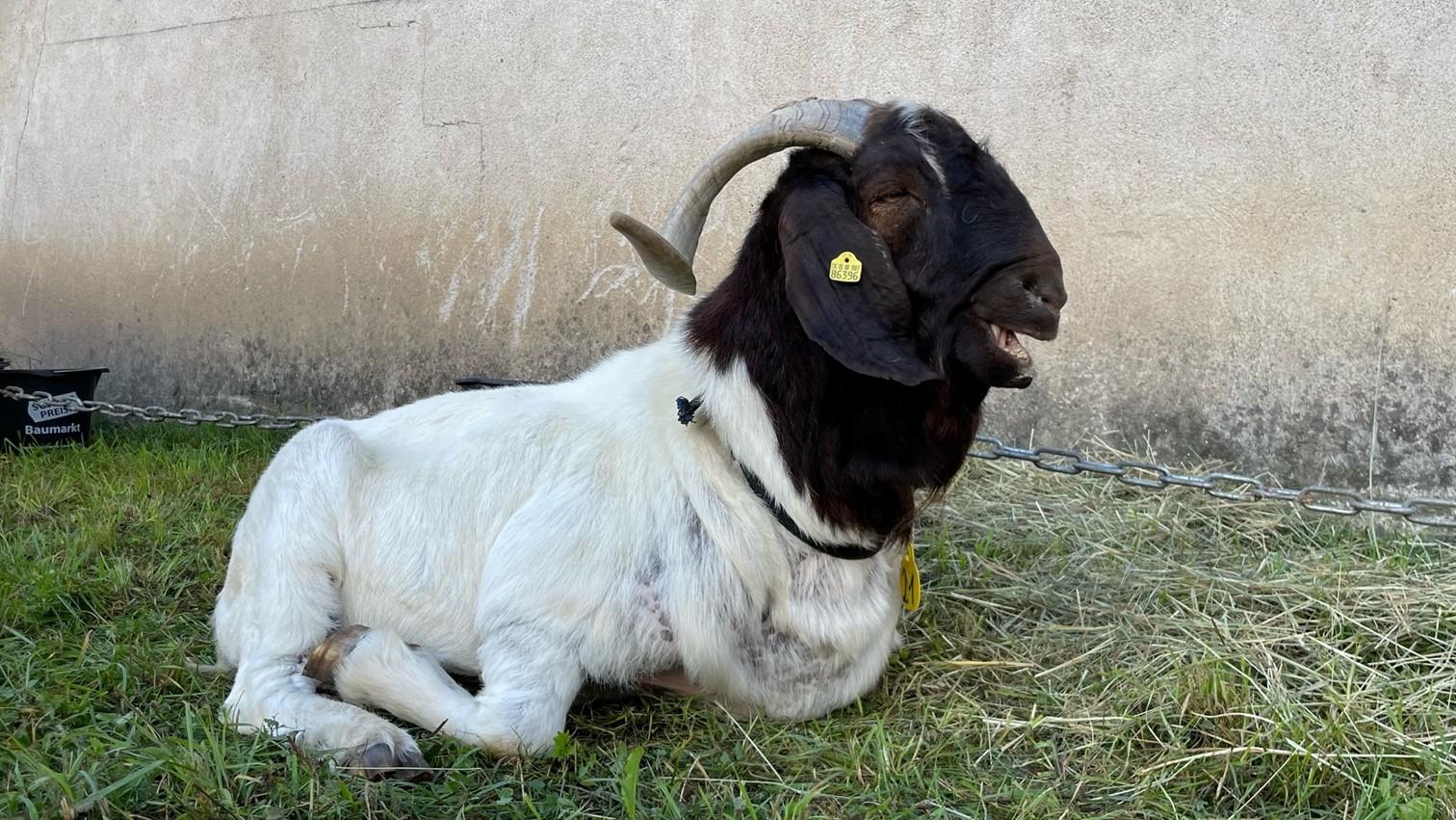 ... und zeigten dabei auch unterschiedliche Posen.