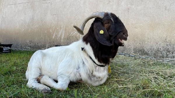 ... und zeigten dabei auch unterschiedliche Posen.