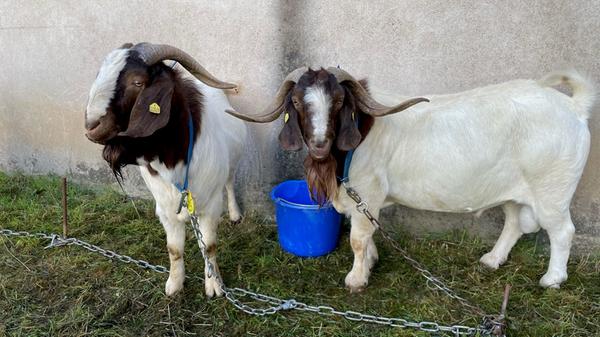 Der typische Geruch nach Ziegen lag im Freilandmuseum in der Luft, doch diese Burenziegen waren echte Hingucker.