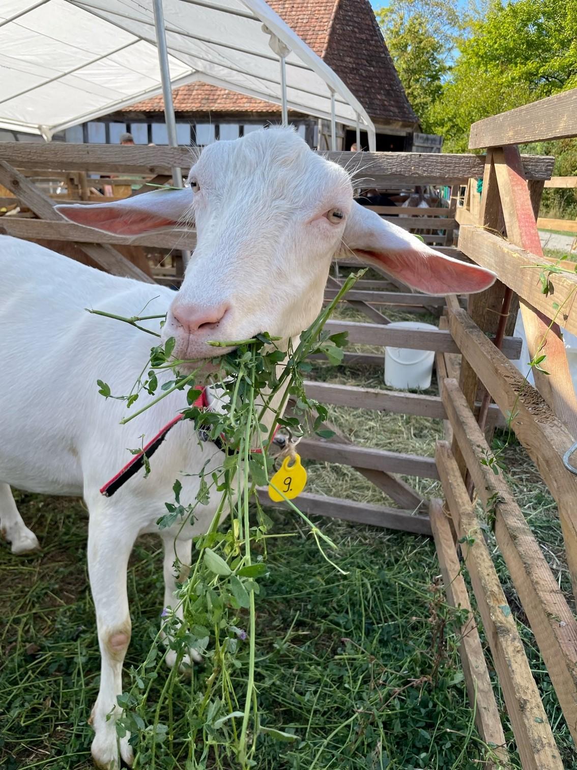 Wer schön sein will, muss auch was Leckeres zu essen bekommen, wie diese Deutsche Edelziege beim Ziegentag im Fränkischen Freilandmuseum in Bad Windsheim.