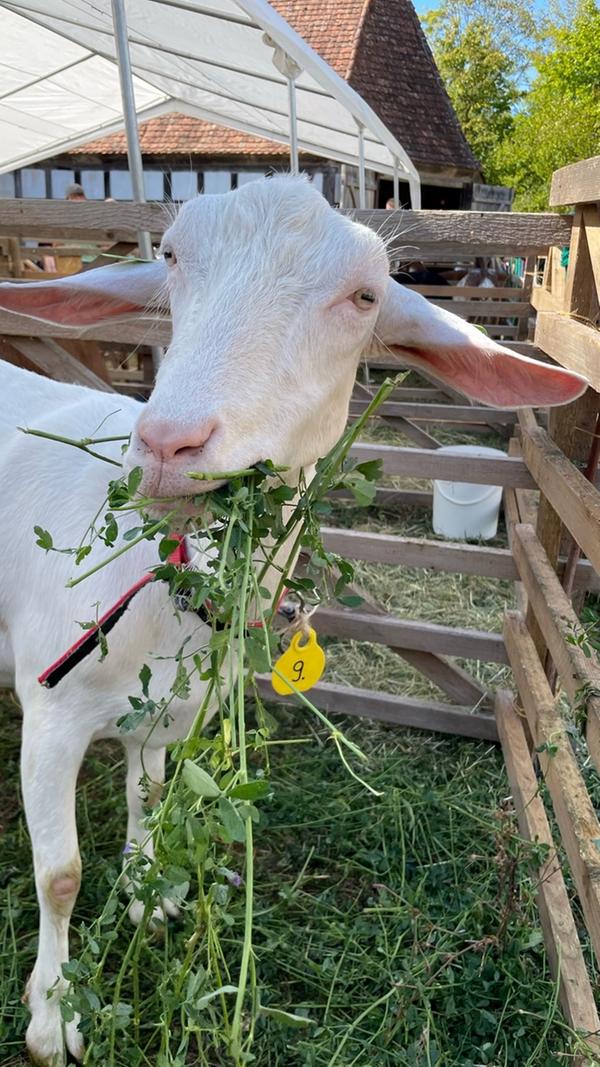 Wer schön sein will, muss auch was Leckeres zu essen bekommen, wie diese Deutsche Edelziege beim Ziegentag im Fränkischen Freilandmuseum in Bad Windsheim.