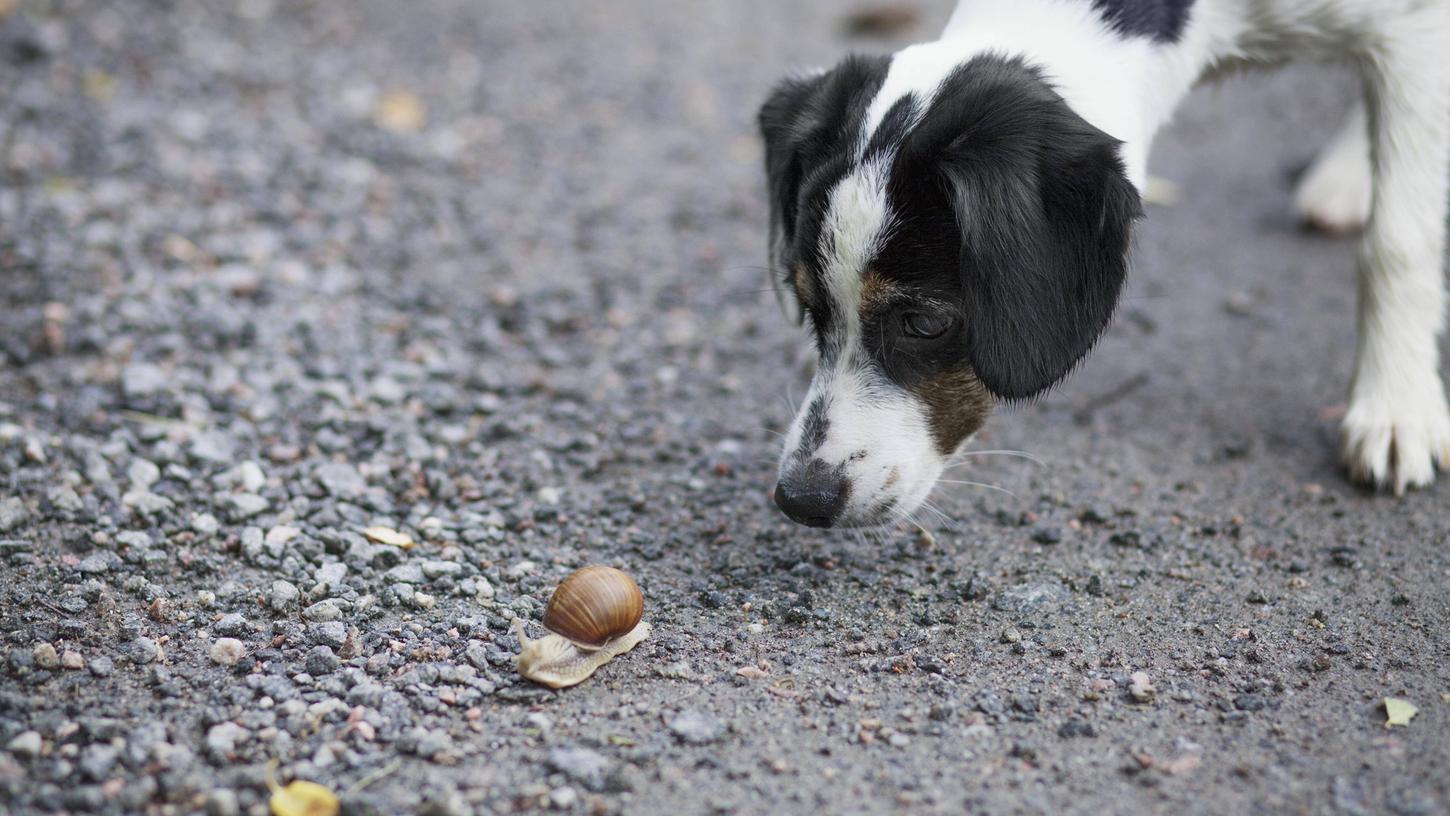 Wer seinen Hund schützen will, sollte darauf achten, dass das Tier keinen Kontakt zu Schnecken oder deren Schleim hat.
Wer seinen Hund schützen will, sollte darauf achten, dass das Tier keinen Kontakt zu Schnecken oder deren Schleim hat.