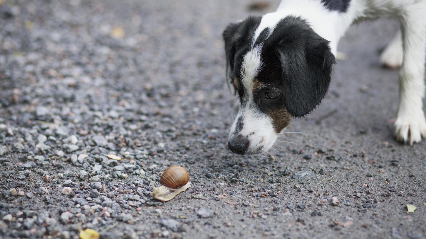 Wer seinen Hund schützen will, sollte darauf achten, dass das Tier keinen Kontakt zu Schnecken oder deren Schleim hat. 