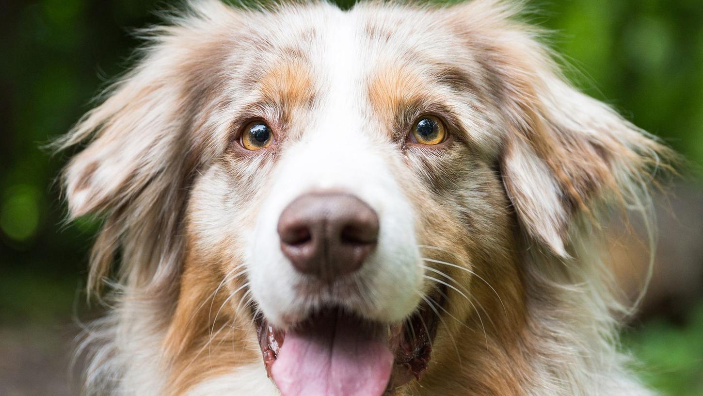 Die Einnahmen aus der Hundesteuer sind im zweiten Pandemiejahr auf ein Rekordhoch geklettert. Die Einnahmen aus der Hundesteuer sind im zweiten Pandemiejahr auf ein Rekordhoch geklettert.