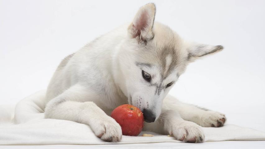 Durch den hohen Vitamingehalt und den Ballaststoff Pektin sorgt der Apfel für eine gesunde Darmflora. Deshalb können Apfel und Birnen sogar bei Durchfall helfen. Wichtig sei allerdings, dass nur reife und entkernte Äpfel verfüttert werden, da die Kerne Blausäure enthalten. Zu viel Apfel kann allerdings auch zu Verdauungsproblemen führen, daher sollte der Hund nicht mehr als zehn Gramm pro Kilogramm Körpergewicht am Tag zu sich nehmen.