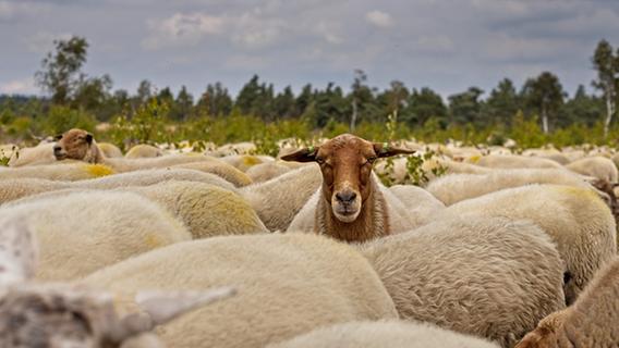 "Zum Spaß": Zehnjähriger quälte Schaf in Mittelfranken zu Tode