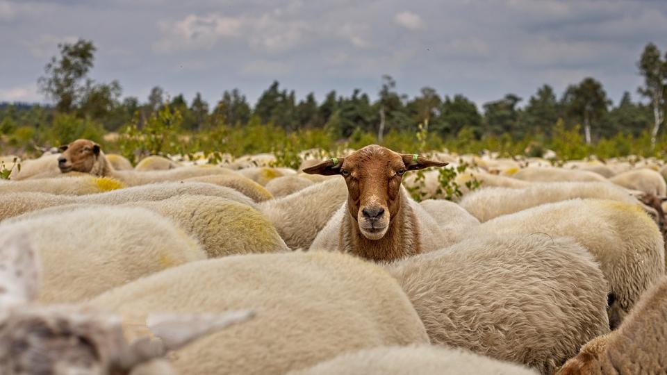 Im Kreis Ansbach soll ein Zehnjähriger ein Schaf zu Tode gequält haben. 
