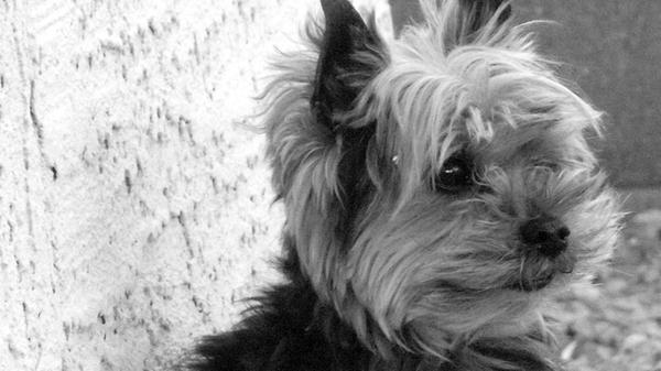 yorkie-17850_1920.jpg