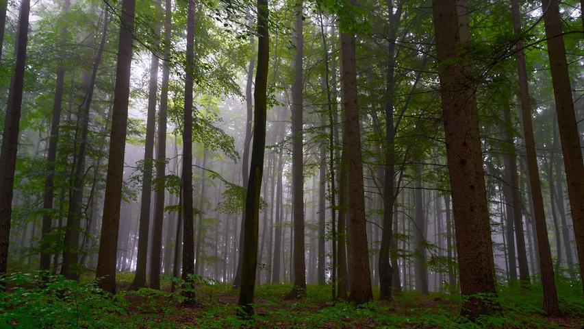 Ein typisches Septembermotiv im Wald bei Pommelsbrunn: Nass-Niesel-Nebel-Dunst. Mehr Leserfotos und Leserbriefe finden Sie hier.