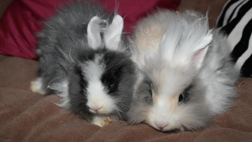 Heute möchte der Tierschutzverein Neumarkt zwei nette, wuschelige Kaninchenbuben vorstellen, die im Tierheim Neumarkt noch auf ein neues, schönes und artgerechtes Zuhause warten. Die Kaninchen wurden am 24. April 2022 im Tierheim geboren, nachdem dort eine erhebliche Anzahl an Zwergkaninchen abgegeben wurde und einige der Kaninchendamen bereits trächtig waren. Die beiden flauschigen Burschen wurden rechtzeitig kastriert und damit blieb der Friede unter den Geschwistern erhalten. Sie verstehen sich so gut, dass sie nur miteinander in ein Für-immer-Zuhause abgegeben werden. Das Tierheim Neumarkt ist trotz der erfolgten Lockerungen noch immer bis auf Weiteres für Besucher, Gassigeher und Katzenstreichler geschlossen. Besuche und Tiervermittlungen können nur nach vorheriger telefonischer Terminvereinbarung stattfinden. Das Büro ist täglich (außer an Sonn- und Feiertagen) von 14.30 bis 17 Uhr unter der Telefonnummer (0 91 81) 2 28 62 erreichbar. In Notfällen und im Falle von Fundtieren ist das Tierheim ebenfalls unter dieser Telefonnummer erreichbar. Hier geht es zur Internet-Seite des Tierheims
Heute möchte der Tierschutzverein Neumarkt zwei nette, wuschelige Kaninchenbuben vorstellen, die im Tierheim Neumarkt noch auf ein neues, schönes und artgerechtes Zuhause warten. Die Kaninchen wurden am 24. April 2022 im Tierheim geboren, nachdem dort eine erhebliche Anzahl an Zwergkaninchen abgegeben wurde und einige der Kaninchendamen bereits trächtig waren. Die beiden flauschigen Burschen wurden rechtzeitig kastriert und damit blieb der Friede unter den Geschwistern erhalten. Sie verstehen sich so gut, dass sie nur miteinander in ein Für-immer-Zuhause abgegeben werden. Das Tierheim Neumarkt ist trotz der erfolgten Lockerungen noch immer bis auf Weiteres für Besucher, Gassigeher und Katzenstreichler geschlossen. Besuche und Tiervermittlungen können nur nach vorheriger telefonischer Terminvereinbarung stattfinden. Das Büro ist täglich (außer an Sonn- und Feiertagen) von 14.30 bis 17 Uhr unter der Telefonnummer (0 91 81) 2 28 62 erreichbar. In Notfällen und im Falle von Fundtieren ist das Tierheim ebenfalls unter dieser Telefonnummer erreichbar. Hier geht es zur Internet-Seite des Tierheims