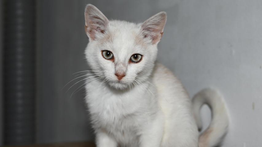 Als Fundtier kam dagegen das cremefarbene Katerchen am 1. September ins Tierheim Neumarkt. Der Kleine ist etwa vier Monate alt und er wurde auf der Raststätte Jura-West in Fahrtrichtung Nürnberg an der A 3 bei Neumarkt gefunden. Dort lief er ziel- und planlos auf dem Lkw-Parkplatz herum. Ein tierlieber Fernfahrer hat den kleinen Kater erst einmal in Gewahrsam genommen, damit er nicht doch noch unter die großen Räder kommt, und im Führerhaus gab es für den Ausreißer erst einmal eine Brotzeit und ein anschließendes Nickerchen, bis jemand vom Tierheim Neumarkt kam, um den Kleinen abzuholen. Nachdem der kleine Kater sehr zutraulich ist, ist davon auszugehen, dass er eine Familie hat. Wo wird dieser kleine Kerl vermisst? Das Tierheim Neumarkt ist trotz der erfolgten Lockerungen noch immer bis auf Weiteres für Besucher, Gassigeher und Katzenstreichler geschlossen. Besuche und Tiervermittlungen können nur nach vorheriger telefonischer Terminvereinbarung stattfinden. Das Büro ist täglich (außer an Sonn- und Feiertagen) von 14.30 bis 17 Uhr unter der Telefonnummer (0 91 81) 2 28 62 erreichbar. In Notfällen und im Falle von Fundtieren ist das Tierheim ebenfalls unter dieser Telefonnummer erreichbar. Hier geht es zur Internet-Seite des Tierheims
Als Fundtier kam dagegen das cremefarbene Katerchen am 1. September ins Tierheim Neumarkt. Der Kleine ist etwa vier Monate alt und er wurde auf der Raststätte Jura-West in Fahrtrichtung Nürnberg an der A 3 bei Neumarkt gefunden. Dort lief er ziel- und planlos auf dem Lkw-Parkplatz herum. Ein tierlieber Fernfahrer hat den kleinen Kater erst einmal in Gewahrsam genommen, damit er nicht doch noch unter die großen Räder kommt, und im Führerhaus gab es für den Ausreißer erst einmal eine Brotzeit und ein anschließendes Nickerchen, bis jemand vom Tierheim Neumarkt kam, um den Kleinen abzuholen. Nachdem der kleine Kater sehr zutraulich ist, ist davon auszugehen, dass er eine Familie hat. Wo wird dieser kleine Kerl vermisst? Das Tierheim Neumarkt ist trotz der erfolgten Lockerungen noch immer bis auf Weiteres für Besucher, Gassigeher und Katzenstreichler geschlossen. Besuche und Tiervermittlungen können nur nach vorheriger telefonischer Terminvereinbarung stattfinden. Das Büro ist täglich (außer an Sonn- und Feiertagen) von 14.30 bis 17 Uhr unter der Telefonnummer (0 91 81) 2 28 62 erreichbar. In Notfällen und im Falle von Fundtieren ist das Tierheim ebenfalls unter dieser Telefonnummer erreichbar. Hier geht es zur Internet-Seite des Tierheims