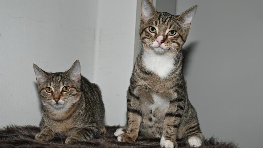 Fast hätten die zwei Katzenkinder „Michl“ und „Mara“ zusammen mit den beiden Kaninchen Geburtstag feiern können, denn die Katzengeschwister wurden gerade mal zwei Tage später geboren, am 26. April 2022. Sie kamen zusammen mit ihrer Katzenmutter ins Tierheim Neumarkt, nachdem die kleine Katzenfamilie bei einer Familie im Landkreis zulief, die sich aber bereit erklärte, die etwas unzugängliche und scheue Katzenmutter wieder aufzunehmen, sobald diese ihre Mutterpflichten erledigt hatte und auch kastriert wurde, damit weiterer Nachwuchs vermieden wird. Nachdem „Michi“ und „Mara“ die große Freiheit draußen noch nicht kennen, könnten sie auch in einer großen, geräumigen Wohnung mit gesichertem Balkon oder gesicherter Terrasse gehalten werden. Wenn für die beiden Katzen späterer Freigang geplant ist, sollte das neue Zuhause verkehrsberuhigt liegen. Auch dieses Duo wird nur gemeinsam vermittelt. Das Tierheim Neumarkt ist trotz der erfolgten Lockerungen noch immer bis auf Weiteres für Besucher, Gassigeher und Katzenstreichler geschlossen. Besuche und Tiervermittlungen können nur nach vorheriger telefonischer Terminvereinbarung stattfinden. Das Büro ist täglich (außer an Sonn- und Feiertagen) von 14.30 bis 17 Uhr unter der Telefonnummer (0 91 81) 2 28 62 erreichbar. In Notfällen und im Falle von Fundtieren ist das Tierheim ebenfalls unter dieser Telefonnummer erreichbar. Hier geht es zur Internet-Seite des Tierheims
Fast hätten die zwei Katzenkinder „Michl“ und „Mara“ zusammen mit den beiden Kaninchen Geburtstag feiern können, denn die Katzengeschwister wurden gerade mal zwei Tage später geboren, am 26. April 2022. Sie kamen zusammen mit ihrer Katzenmutter ins Tierheim Neumarkt, nachdem die kleine Katzenfamilie bei einer Familie im Landkreis zulief, die sich aber bereit erklärte, die etwas unzugängliche und scheue Katzenmutter wieder aufzunehmen, sobald diese ihre Mutterpflichten erledigt hatte und auch kastriert wurde, damit weiterer Nachwuchs vermieden wird. Nachdem „Michi“ und „Mara“ die große Freiheit draußen noch nicht kennen, könnten sie auch in einer großen, geräumigen Wohnung mit gesichertem Balkon oder gesicherter Terrasse gehalten werden. Wenn für die beiden Katzen späterer Freigang geplant ist, sollte das neue Zuhause verkehrsberuhigt liegen. Auch dieses Duo wird nur gemeinsam vermittelt. Das Tierheim Neumarkt ist trotz der erfolgten Lockerungen noch immer bis auf Weiteres für Besucher, Gassigeher und Katzenstreichler geschlossen. Besuche und Tiervermittlungen können nur nach vorheriger telefonischer Terminvereinbarung stattfinden. Das Büro ist täglich (außer an Sonn- und Feiertagen) von 14.30 bis 17 Uhr unter der Telefonnummer (0 91 81) 2 28 62 erreichbar. In Notfällen und im Falle von Fundtieren ist das Tierheim ebenfalls unter dieser Telefonnummer erreichbar. Hier geht es zur Internet-Seite des Tierheims