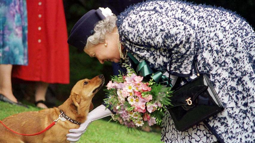 Queen Elizabeths Lieblingshunderasse waren Corgis. Über 30 Hunde hatte sie im Laufe ihres Lebens. Pünktlich zum 70-jährigen Thronjubiläum der Queen war die Hunderasse in Großbritannien so beliebt wie seit fast 30 Jahren nicht mehr.  