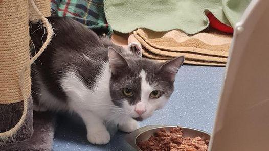 Der grau-weíße Kater Neptun ist geschätzt drei Jahre alt. Er kam als Fundkatze ins Tierheim - mit leichten Verletzungen. Vermutlich handelte es sich um Bisswunden. Leider hat ihn niemand vermisst. Inzwischen ist er wieder fit und wäre gern mit Artgenossen zusammen. Doch derzeit hockt er alleine im Tierheim, denn er wurde FIV positiv getestet - ein Immunschwächevirus bei Katzen, der für Menschen ungefährlich ist. Die Tierpfleger informieren gerne ausführlich darüber. Neptun will so schnell möglich das Tierheim verlassen. Toll wäre es, wenn der Kater zu Artgenossen könnte, die ebenfalls FIVlinge sind. Durch das Virus darf er leider nicht mehr in den ungesicherten Freigang, „sprich er wünscht sich ein Zuhause in einem Haus - bestenfalls mit ausbruchsicheren Garten oder Terrasse, wo Neptun seinen schönen grau-weißen Pelz in die Sonne legen kann“, heißt es weiter. Ansonsten braucht der Kater etwas Zeit, um Vertrauen zu fassen. Die neuen Halter sollten also Liebe, Geduld und Einfühlungsvermögen mitbringen, etwaige Kinder im Haushalt sollten schon etwas größer sein. Neptun ist ein neugieriger Kater, der sein Herrchen und/oder Frauchen sicher viel Freude bereiten wird und für gute Laune sorgt. Wer hat noch ein Katzenkörbchen für ihn frei?
Mehr Informationen gibt es beim Tierheim Nürnberg, Stadenstraße 90, 90491 Nürnberg, Telefon (0911) 919890.
Der grau-weíße Kater Neptun ist geschätzt drei Jahre alt. Er kam als Fundkatze ins Tierheim - mit leichten Verletzungen. Vermutlich handelte es sich um Bisswunden. Leider hat ihn niemand vermisst. Inzwischen ist er wieder fit und wäre gern mit Artgenossen zusammen. Doch derzeit hockt er alleine im Tierheim, denn er wurde FIV positiv getestet - ein Immunschwächevirus bei Katzen, der für Menschen ungefährlich ist. Die Tierpfleger informieren gerne ausführlich darüber. Neptun will so schnell möglich das Tierheim verlassen. Toll wäre es, wenn der Kater zu Artgenossen könnte, die ebenfalls FIVlinge sind. Durch das Virus darf er leider nicht mehr in den ungesicherten Freigang, „sprich er wünscht sich ein Zuhause in einem Haus - bestenfalls mit ausbruchsicheren Garten oder Terrasse, wo Neptun seinen schönen grau-weißen Pelz in die Sonne legen kann“, heißt es weiter. Ansonsten braucht der Kater etwas Zeit, um Vertrauen zu fassen. Die neuen Halter sollten also Liebe, Geduld und Einfühlungsvermögen mitbringen, etwaige Kinder im Haushalt sollten schon etwas größer sein. Neptun ist ein neugieriger Kater, der sein Herrchen und/oder Frauchen sicher viel Freude bereiten wird und für gute Laune sorgt. Wer hat noch ein Katzenkörbchen für ihn frei?
Mehr Informationen gibt es beim Tierheim Nürnberg, Stadenstraße 90, 90491 Nürnberg, Telefon (0911) 919890.