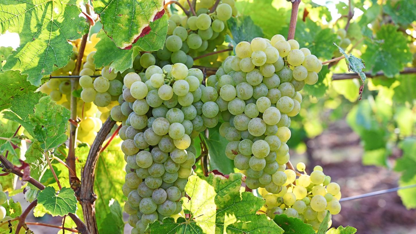 In einem Weinberg am Roten Hang in Nierstein am Rhein wachsen Trauben der historischen Rebsorte Gelber Orleans. In einem Weinberg am Roten Hang in Nierstein am Rhein wachsen Trauben der historischen Rebsorte Gelber Orleans.