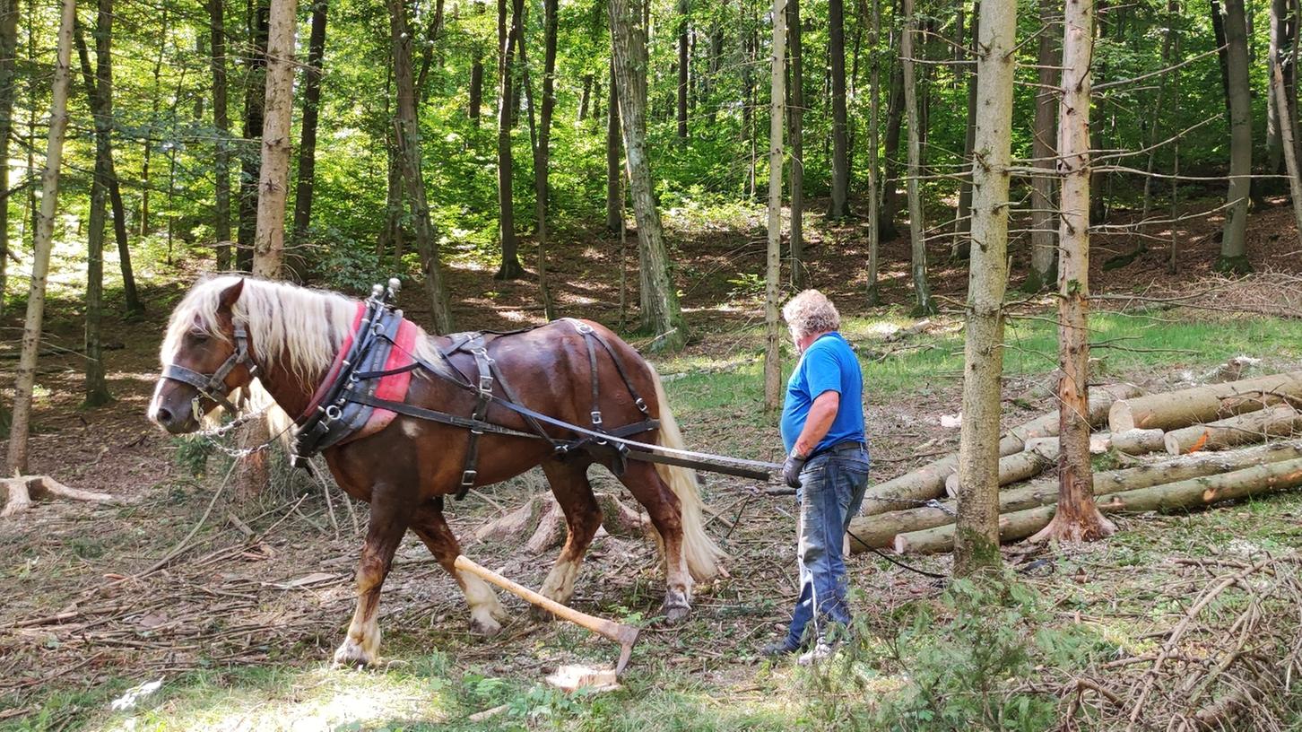 Rückepferd Toni zieht unter Anleitung des Pferdeführers Walter Weismann mehrere Baumstämme durch den Wald.
