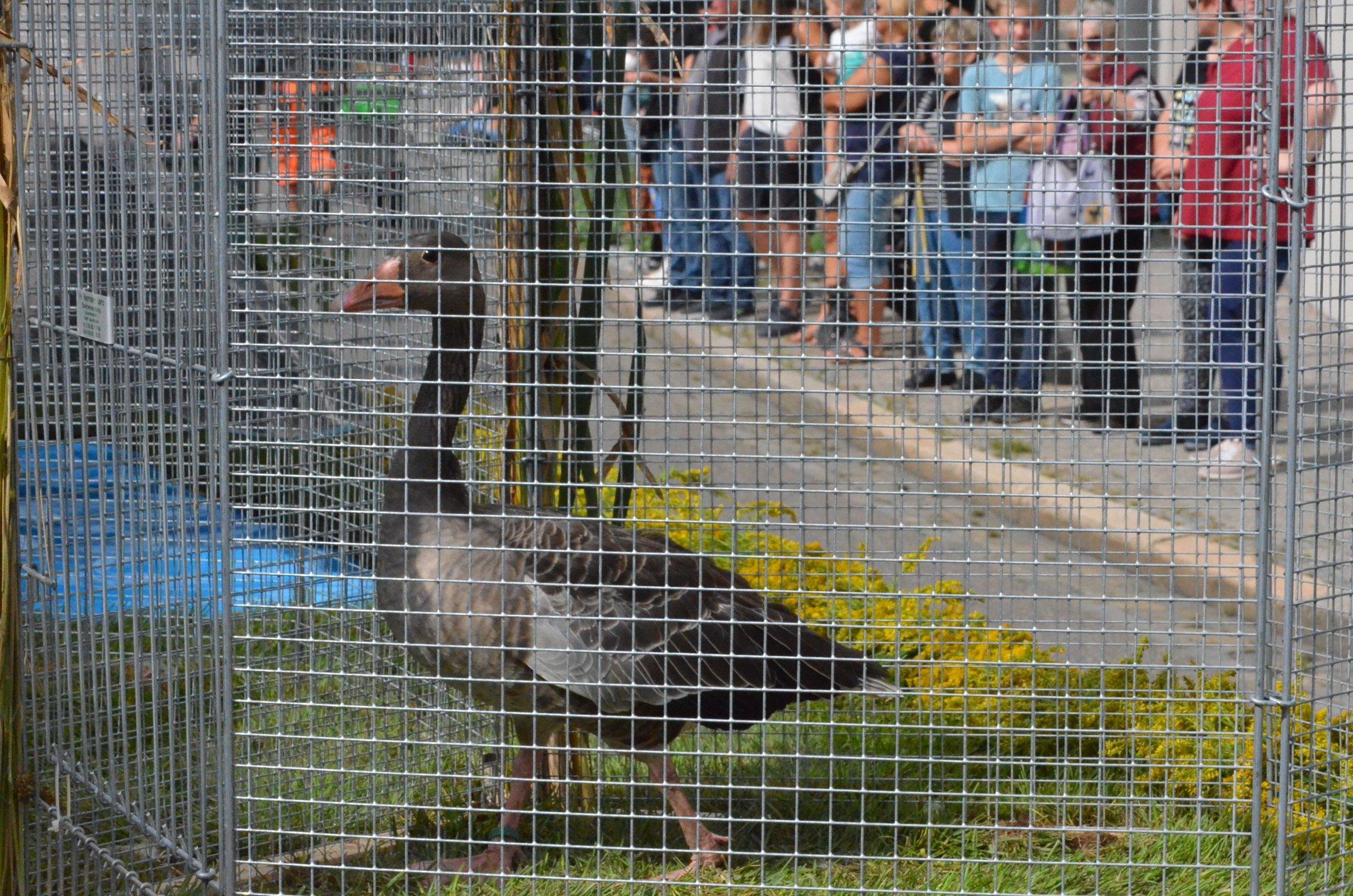 Geflügelzuchtverein Gunzenhausen und Umgebung.