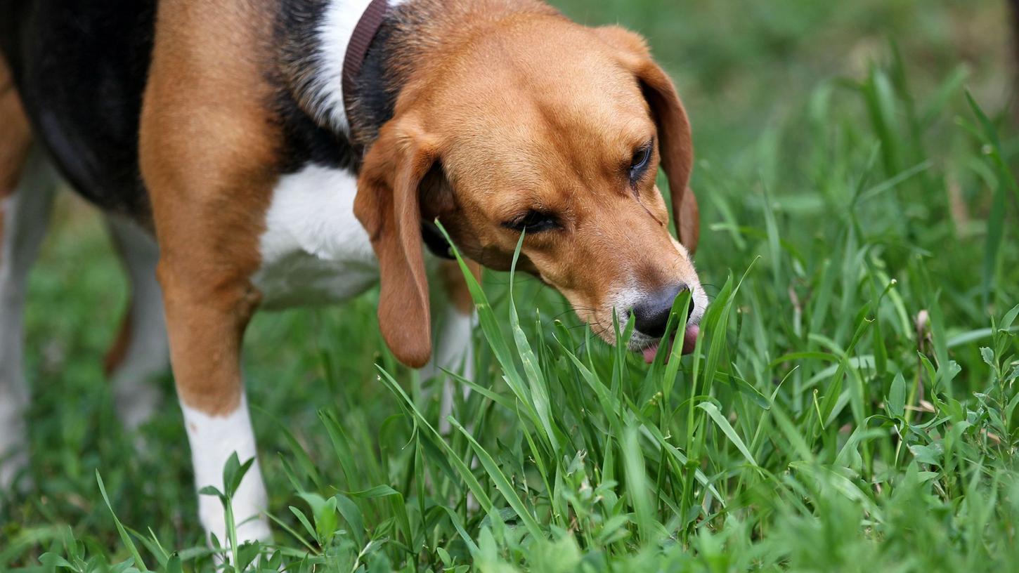 Wenn der Hund Gras frisst, kann es sein, dass es ihm einfach schmeckt - quasi als Snack im Vorbeigehen. Manche Hunde fressen es aber auch, wenn ihnen schlecht ist - um zu erbrechen. Wenn der Hund Gras frisst, kann es sein, dass es ihm einfach schmeckt - quasi als Snack im Vorbeigehen. Manche Hunde fressen es aber auch, wenn ihnen schlecht ist - um zu erbrechen.