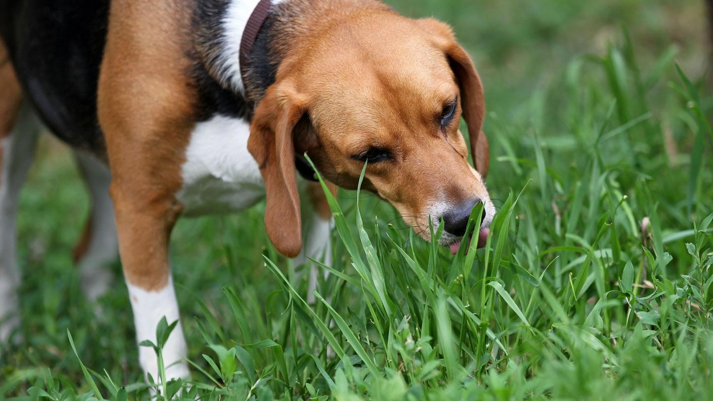 Wenn der Hund Gras frisst, kann es sein, dass es ihm einfach schmeckt - quasi als Snack im Vorbeigehen. Manche Hunde fressen es aber auch, wenn ihnen schlecht ist - um zu erbrechen.