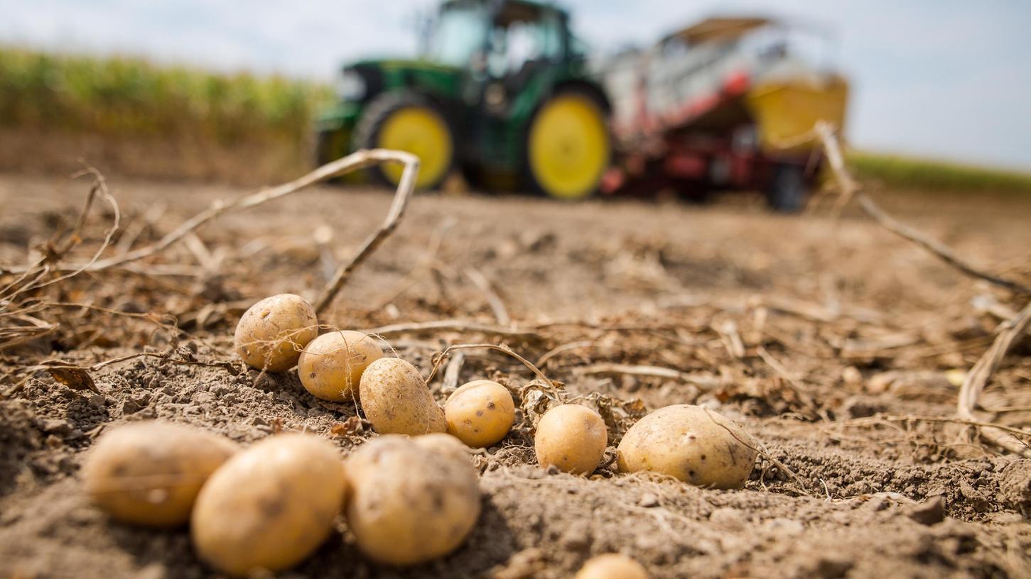 Rund 100 Kilogramm Kartoffeln haben bislang unbekannte Diebe von einem Acker gestohlen. Bei ihrer Auswahl setzten sie auf die schönsten und größten Exemplare.
Rund 100 Kilogramm Kartoffeln haben bislang unbekannte Diebe von einem Acker gestohlen. Bei ihrer Auswahl setzten sie auf die schönsten und größten Exemplare.