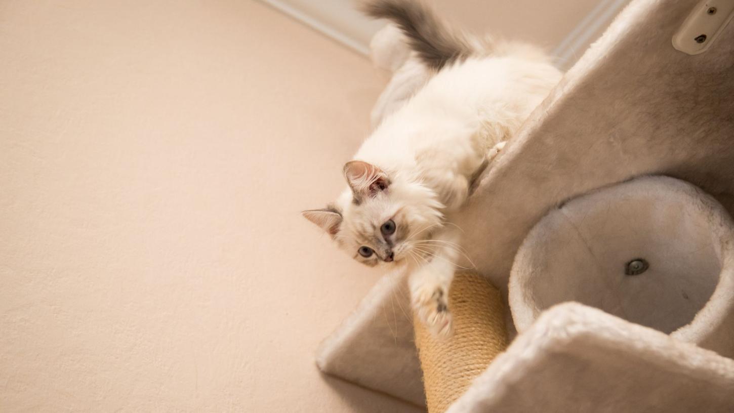 Plüsch statt glattlackierter Bretter auf der Kletterplattform gibt der Katze Halt. Plüsch statt glattlackierter Bretter auf der Kletterplattform gibt der Katze Halt.