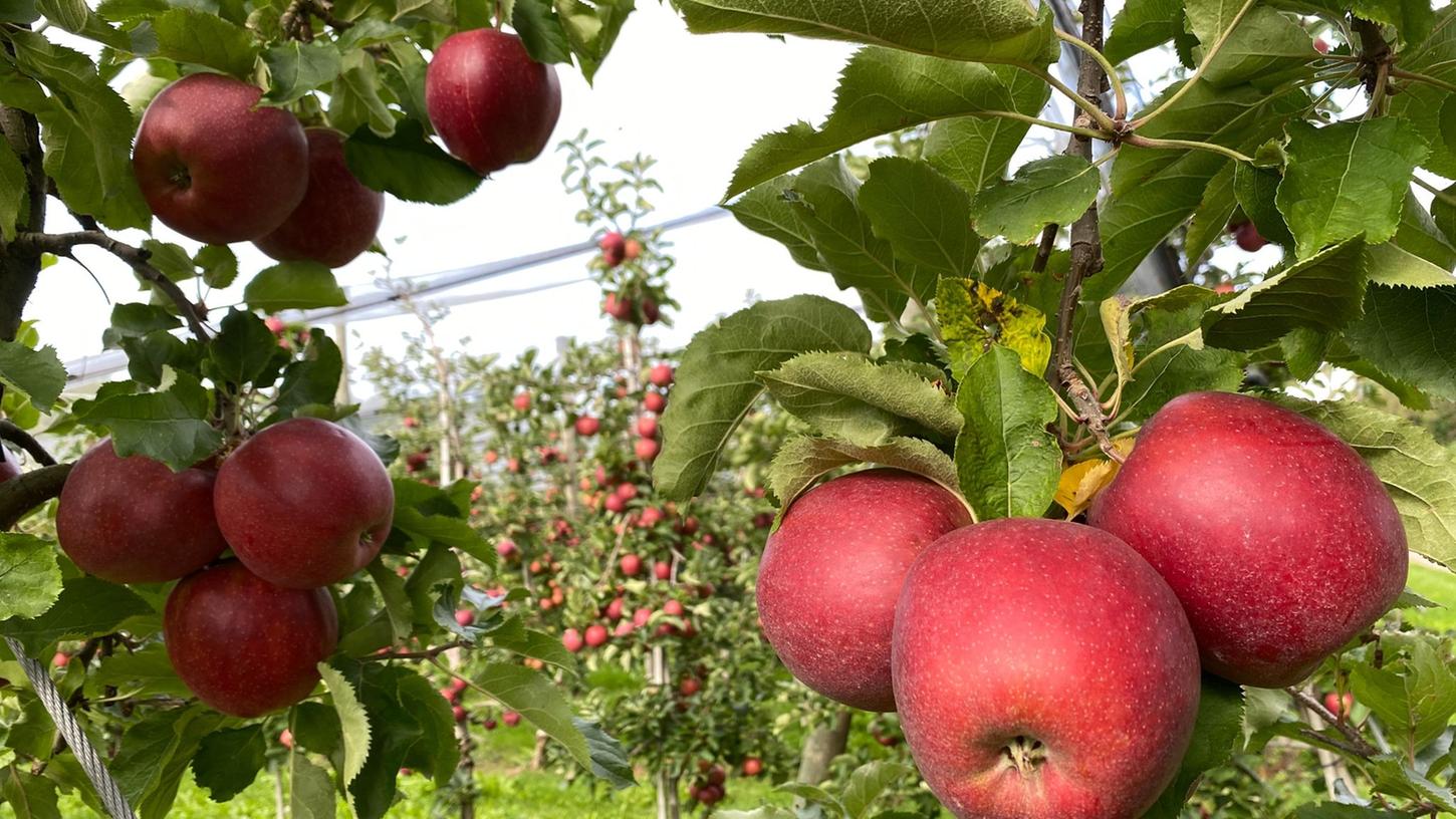 Die Äpfel sind reif: Im Frühherbst ist Erntezeit am Bodensee. Die Äpfel sind reif: Im Frühherbst ist Erntezeit am Bodensee.