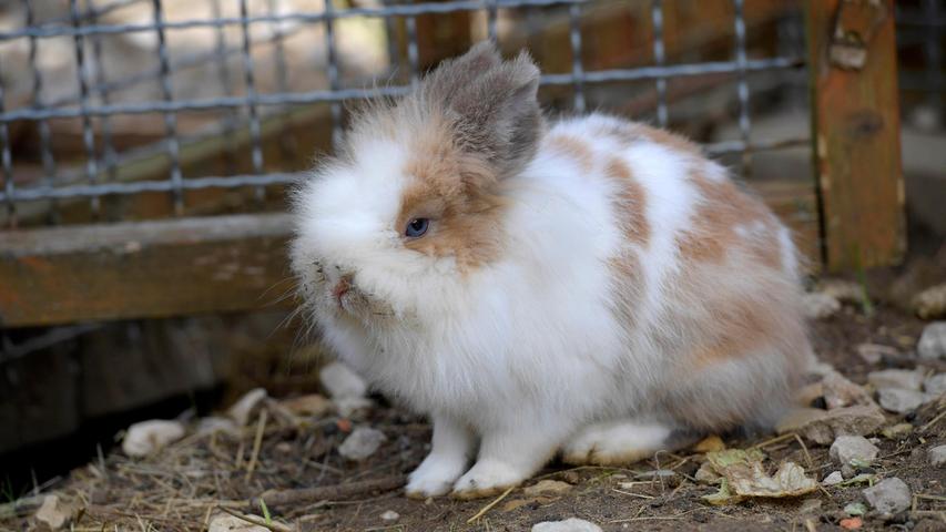 Heute sind die beiden Löwenkopfkaninchen „Willi“ (Bild) und „Billy“ auf der Suche nach einem neuen, artgerechten, und vor allem gemeinsamen Zuhause. Die beiden hübschen und pfiffigen Kerlchen wurden zusammen mit 24 weiteren Kaninchen im Tierheim Neumarkt abgegeben, weil der Kaninchenbesitzerin die Anzahl der Kaninchen über den Kopf wuchs. Die Kaninchen lebten dort in einem Schuppen, wie die Sardinen in der Dose, und sie freuen sich nun im Tierheim über viel Platz in einem der Außengehege. „Willi“ und „Billy“ leben dort mit mehreren anderen Kaninchen friedlich zusammen. Die beiden zahmen und an Menschen gewöhnten Kaninchen wurden 2021 geboren und sie sind beide mittlerweile kastriert. Damit kommt innerhalb der Gruppe kein „Macho-Macho-Gehabe“ auf, wie dies oftmals bei unkastrierten Rammlern untereinander der Fall ist. Das Tierheim Neumarkt ist trotz der erfolgten Lockerungen noch immer bis auf Weiteres für Besucher, Gassigeher und Katzenstreichler geschlossen. Besuche und Tiervermittlungen können nur nach vorheriger telefonischer Terminvereinbarung stattfinden. Das Büro ist täglich (außer an Sonn- und Feiertagen) von 14.30 bis 17 Uhr unter der Telefonnummer (0 91 81) 2 28 62 erreichbar. In Notfällen und im Falle von Fundtieren ist das Tierheim ebenfalls unter dieser Telefonnummer erreichbar. Hier geht es zur Internet-Seite des Tierheims
Heute sind die beiden Löwenkopfkaninchen „Willi“ (Bild) und „Billy“ auf der Suche nach einem neuen, artgerechten, und vor allem gemeinsamen Zuhause. Die beiden hübschen und pfiffigen Kerlchen wurden zusammen mit 24 weiteren Kaninchen im Tierheim Neumarkt abgegeben, weil der Kaninchenbesitzerin die Anzahl der Kaninchen über den Kopf wuchs. Die Kaninchen lebten dort in einem Schuppen, wie die Sardinen in der Dose, und sie freuen sich nun im Tierheim über viel Platz in einem der Außengehege. „Willi“ und „Billy“ leben dort mit mehreren anderen Kaninchen friedlich zusammen. Die beiden zahmen und an Menschen gewöhnten Kaninchen wurden 2021 geboren und sie sind beide mittlerweile kastriert. Damit kommt innerhalb der Gruppe kein „Macho-Macho-Gehabe“ auf, wie dies oftmals bei unkastrierten Rammlern untereinander der Fall ist. Das Tierheim Neumarkt ist trotz der erfolgten Lockerungen noch immer bis auf Weiteres für Besucher, Gassigeher und Katzenstreichler geschlossen. Besuche und Tiervermittlungen können nur nach vorheriger telefonischer Terminvereinbarung stattfinden. Das Büro ist täglich (außer an Sonn- und Feiertagen) von 14.30 bis 17 Uhr unter der Telefonnummer (0 91 81) 2 28 62 erreichbar. In Notfällen und im Falle von Fundtieren ist das Tierheim ebenfalls unter dieser Telefonnummer erreichbar. Hier geht es zur Internet-Seite des Tierheims