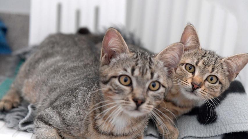 Die beiden getigerten Kätzchen „Dominik“ und „Dunja“ verstehen sich gut und auch für sie wird ein gemeinsames Zuhause gesucht. „Dominik“ und „Dunja“ wurden etwa im Mai 2022 geboren und sie kamen zusammen mit zwei weiteren Geschwisterchen und der Katzenmutter ins Tierheim, nachdem die kleine Katzenfamilie versucht hatte, sich in einem Garten anzusiedeln – sehr zum Missfallen der Grundstücksbesitzer. Im Gegensatz zur Katzenmutter sind die Kätzchen zutraulich und sie sollten im neuen Zuhause unbedingt Familienanschluss haben. Nachdem die Kätzchen die Freiheit und das Leben draußen schon kennenlernen durften, sollte ihnen später im neuen Zuhause, wenn sie erwachsen, kastriert und gekennzeichnet sind, auch wieder Freigang gewährt werden können. Dazu ist es allerdings erforderlich, dass das neue Zuhause verkehrsberuhigt liegt. Das Tierheim Neumarkt ist trotz der erfolgten Lockerungen noch immer bis auf Weiteres für Besucher, Gassigeher und Katzenstreichler geschlossen. Besuche und Tiervermittlungen können nur nach vorheriger telefonischer Terminvereinbarung stattfinden. Das Büro ist täglich (außer an Sonn- und Feiertagen) von 14.30 bis 17 Uhr unter der Telefonnummer (0 91 81) 2 28 62 erreichbar. In Notfällen und im Falle von Fundtieren ist das Tierheim ebenfalls unter dieser Telefonnummer erreichbar. Hier geht es zur Internet-Seite des Tierheims
Die beiden getigerten Kätzchen „Dominik“ und „Dunja“ verstehen sich gut und auch für sie wird ein gemeinsames Zuhause gesucht. „Dominik“ und „Dunja“ wurden etwa im Mai 2022 geboren und sie kamen zusammen mit zwei weiteren Geschwisterchen und der Katzenmutter ins Tierheim, nachdem die kleine Katzenfamilie versucht hatte, sich in einem Garten anzusiedeln – sehr zum Missfallen der Grundstücksbesitzer. Im Gegensatz zur Katzenmutter sind die Kätzchen zutraulich und sie sollten im neuen Zuhause unbedingt Familienanschluss haben. Nachdem die Kätzchen die Freiheit und das Leben draußen schon kennenlernen durften, sollte ihnen später im neuen Zuhause, wenn sie erwachsen, kastriert und gekennzeichnet sind, auch wieder Freigang gewährt werden können. Dazu ist es allerdings erforderlich, dass das neue Zuhause verkehrsberuhigt liegt. Das Tierheim Neumarkt ist trotz der erfolgten Lockerungen noch immer bis auf Weiteres für Besucher, Gassigeher und Katzenstreichler geschlossen. Besuche und Tiervermittlungen können nur nach vorheriger telefonischer Terminvereinbarung stattfinden. Das Büro ist täglich (außer an Sonn- und Feiertagen) von 14.30 bis 17 Uhr unter der Telefonnummer (0 91 81) 2 28 62 erreichbar. In Notfällen und im Falle von Fundtieren ist das Tierheim ebenfalls unter dieser Telefonnummer erreichbar. Hier geht es zur Internet-Seite des Tierheims