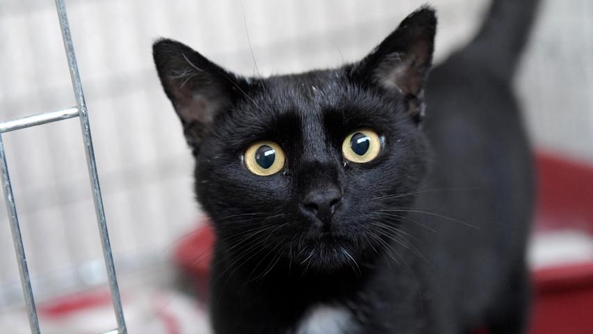 Der schwarze Kater „Nero“ ist auf der Suche nach einem schönen Zuhause und dort sollte ihm auch wieder Freigang in verkehrsarmer Gegend gewährt werden können, so wie er es bisher gewöhnt war. „Nero“ lief schon im November 2021 bei einer Familie in Pyrbaum zu und er ließ sich dort in der Gegend durchfüttern. Aber noch einen Winter soll der nette, zutrauliche und mittlerweile auch kastrierte „Nero“ nicht mehr draußen verbringen müssen und deshalb wird für ihn ein kuscheliges Plätzchen gesucht.Das Tierheim Neumarkt ist trotz der erfolgten Lockerungen noch immer bis auf Weiteres für Besucher, Gassigeher und Katzenstreichler geschlossen. Besuche und Tiervermittlungen können nur nach vorheriger telefonischer Terminvereinbarung stattfinden. Das Büro ist täglich (außer an Sonn- und Feiertagen) von 14.30 bis 17 Uhr unter der Telefonnummer (0 91 81) 2 28 62 erreichbar. In Notfällen und im Falle von Fundtieren ist das Tierheim ebenfalls unter dieser Telefonnummer erreichbar. Hier geht es zur Internet-Seite des Tierheims
Der schwarze Kater „Nero“ ist auf der Suche nach einem schönen Zuhause und dort sollte ihm auch wieder Freigang in verkehrsarmer Gegend gewährt werden können, so wie er es bisher gewöhnt war. „Nero“ lief schon im November 2021 bei einer Familie in Pyrbaum zu und er ließ sich dort in der Gegend durchfüttern. Aber noch einen Winter soll der nette, zutrauliche und mittlerweile auch kastrierte „Nero“ nicht mehr draußen verbringen müssen und deshalb wird für ihn ein kuscheliges Plätzchen gesucht.Das Tierheim Neumarkt ist trotz der erfolgten Lockerungen noch immer bis auf Weiteres für Besucher, Gassigeher und Katzenstreichler geschlossen. Besuche und Tiervermittlungen können nur nach vorheriger telefonischer Terminvereinbarung stattfinden. Das Büro ist täglich (außer an Sonn- und Feiertagen) von 14.30 bis 17 Uhr unter der Telefonnummer (0 91 81) 2 28 62 erreichbar. In Notfällen und im Falle von Fundtieren ist das Tierheim ebenfalls unter dieser Telefonnummer erreichbar. Hier geht es zur Internet-Seite des Tierheims