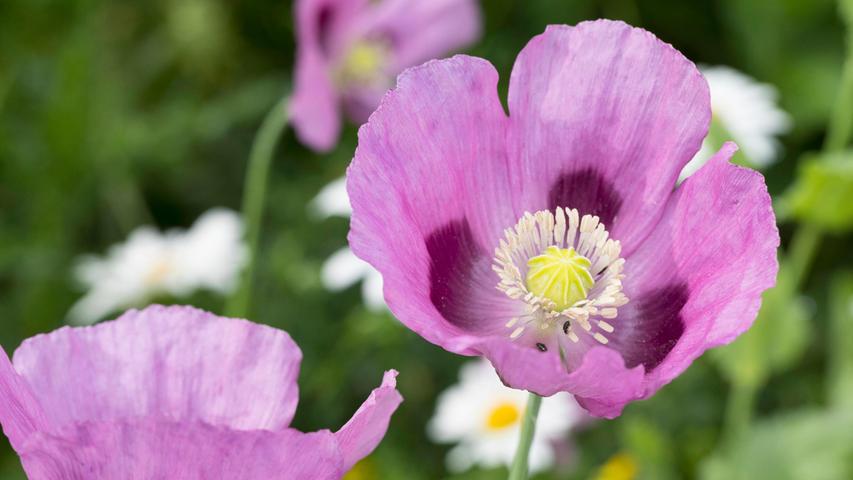Schlafmohn-Boom in Bayern - aus der Pflanze kann Opiat gewonnen werden Schlafmohn-Boom in Bayern - aus der Pflanze kann Opiat gewonnen werden