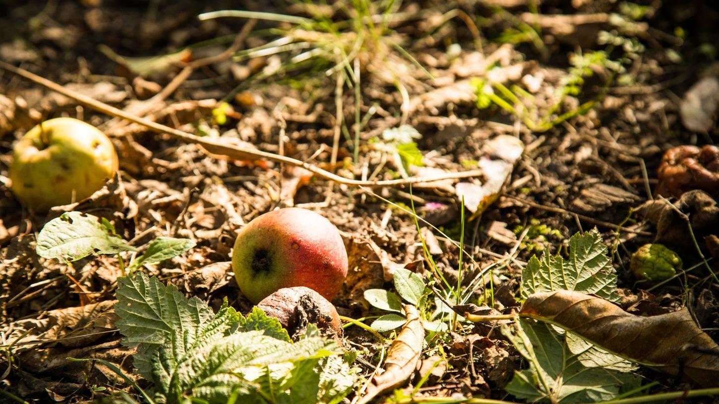Nachbars Äpfel auf dem Boden Ihres Grundstücks? Greifen Sie zu, die Früchte gehören jetzt Ihnen.