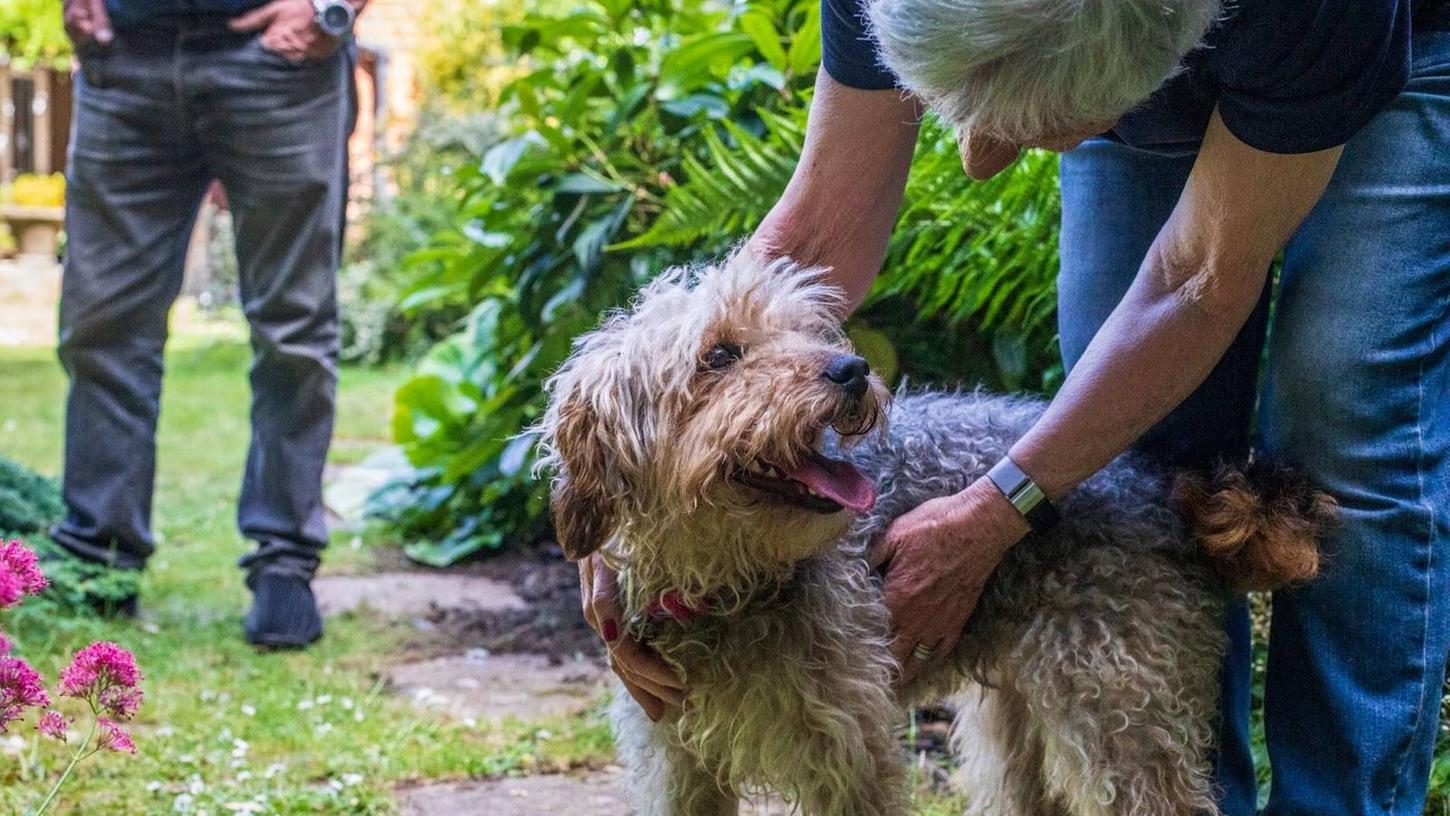 Ein wachsamer Terrier hat vergangenen Dienstag erfolgreich sein Haus vor einem Einbrecher verteidigt. (Symbolbild)