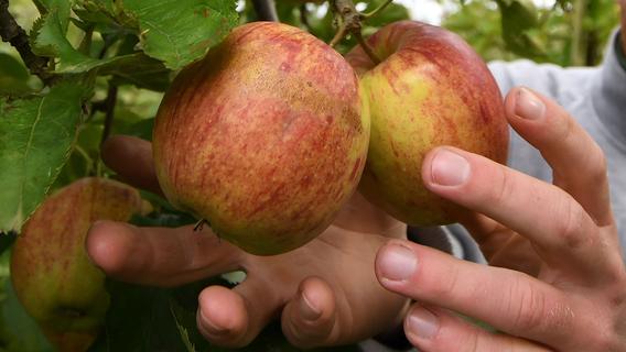 Saftige Sache: In Mühlhausen sammelt der Landschaftspflegeverband Äpfel  für Juradistl-Saft