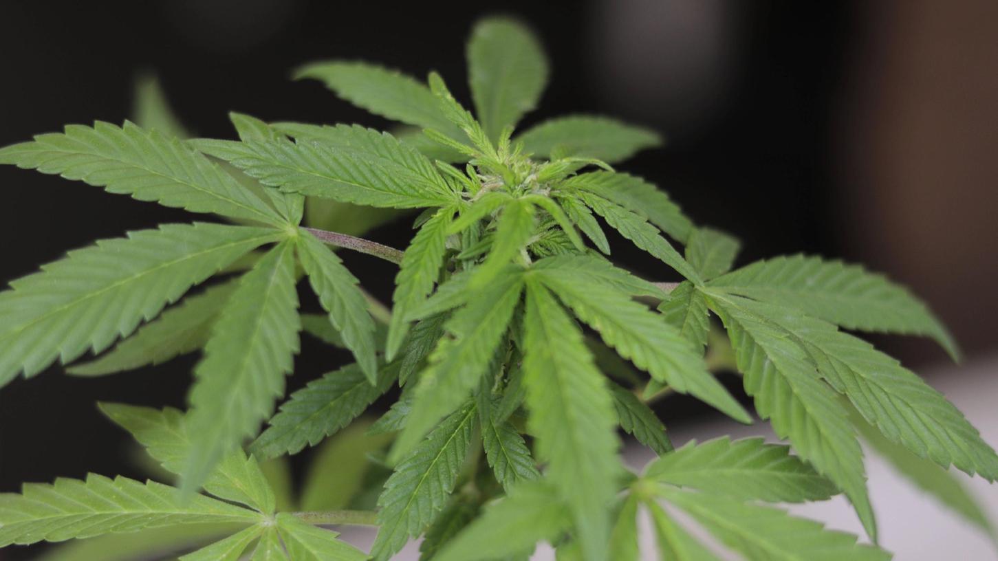 Auch Marihuana-Pflanzen wurden in der Wohnung des Polizeianwärters gefunden.