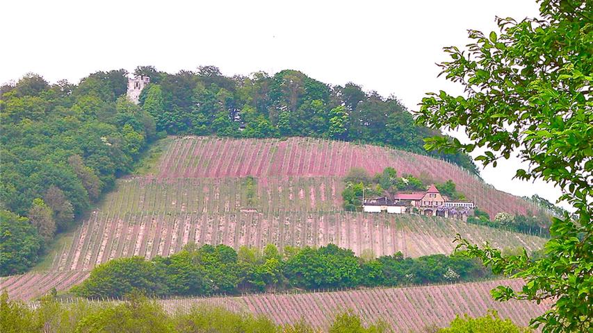 Der höchste Weinberg Frankens lockt seit vielen Jahren Besucher an. Viele Wanderer aus der Region suchen sich den Berg wegen der tollen Aussichten und der Natur als Ausflugsziel aus. 