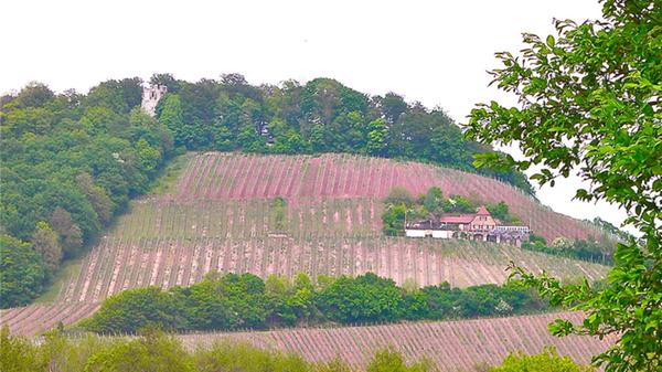 Der höchste Weinberg Frankens lockt seit vielen Jahren Besucher an. Viele Wanderer aus der Region suchen sich den Berg wegen der tollen Aussichten und der Natur als Ausflugsziel aus.