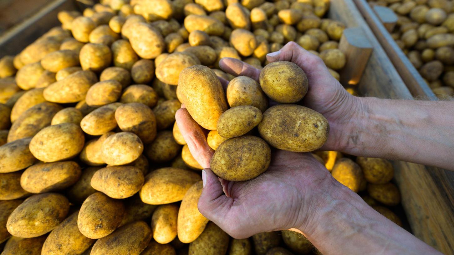 Ob Kloßteig, Spätzle, Schupfnudeln oder Baggers: Die Firma Henglein hat sich auf Kartoffeln spezialisiert. Steigende Energiekosten und eine schlechte Ernte machen dem Unternehmen aktuell schwer zu schaffen.
Ob Kloßteig, Spätzle, Schupfnudeln oder Baggers: Die Firma Henglein hat sich auf Kartoffeln spezialisiert. Steigende Energiekosten und eine schlechte Ernte machen dem Unternehmen aktuell schwer zu schaffen.