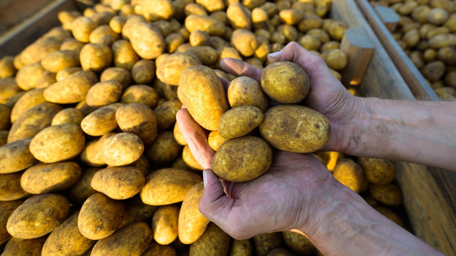 Ob Kloßteig, Spätzle, Schupfnudeln oder Baggers: Die Firma Henglein hat sich auf Kartoffeln spezialisiert. Steigende Energiekosten und eine schlechte Ernte machen dem Unternehmen aktuell schwer zu schaffen.