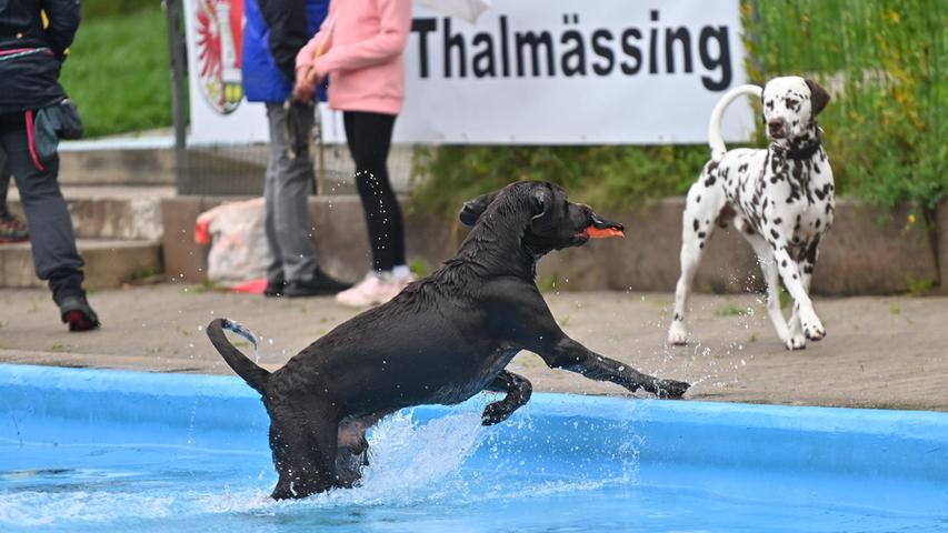 Tierisch gute Poolparty beim Hundeschwimmtag 2022 in Thalmässing