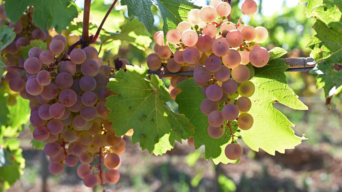 Die Rebsorte Sauvignac gehört zu den pilzwiderstandsfähigen Sorten (Piwis), die weniger oft gespritzt werden müssen als klassische Rebsorten. Die Rebsorte Sauvignac gehört zu den pilzwiderstandsfähigen Sorten (Piwis), die weniger oft gespritzt werden müssen als klassische Rebsorten.
