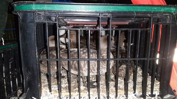 50 Vögel und Nasenbären in einem Kombi: Polizei stoppt grausamen Transport - Tiere verletzt