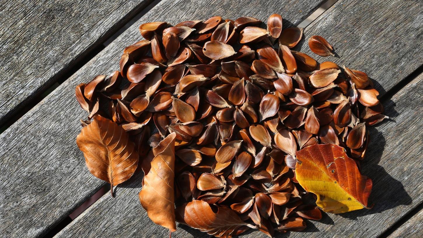Bucheckern schmecken geröstet etwa zum Salat. Frisch sollten die Früchte der Buche aber nur in kleinen Mengen genossen werden: Sie enthalten den schwach giftigen Stoff Fagin. Bucheckern schmecken geröstet etwa zum Salat. Frisch sollten die Früchte der Buche aber nur in kleinen Mengen genossen werden: Sie enthalten den schwach giftigen Stoff Fagin.