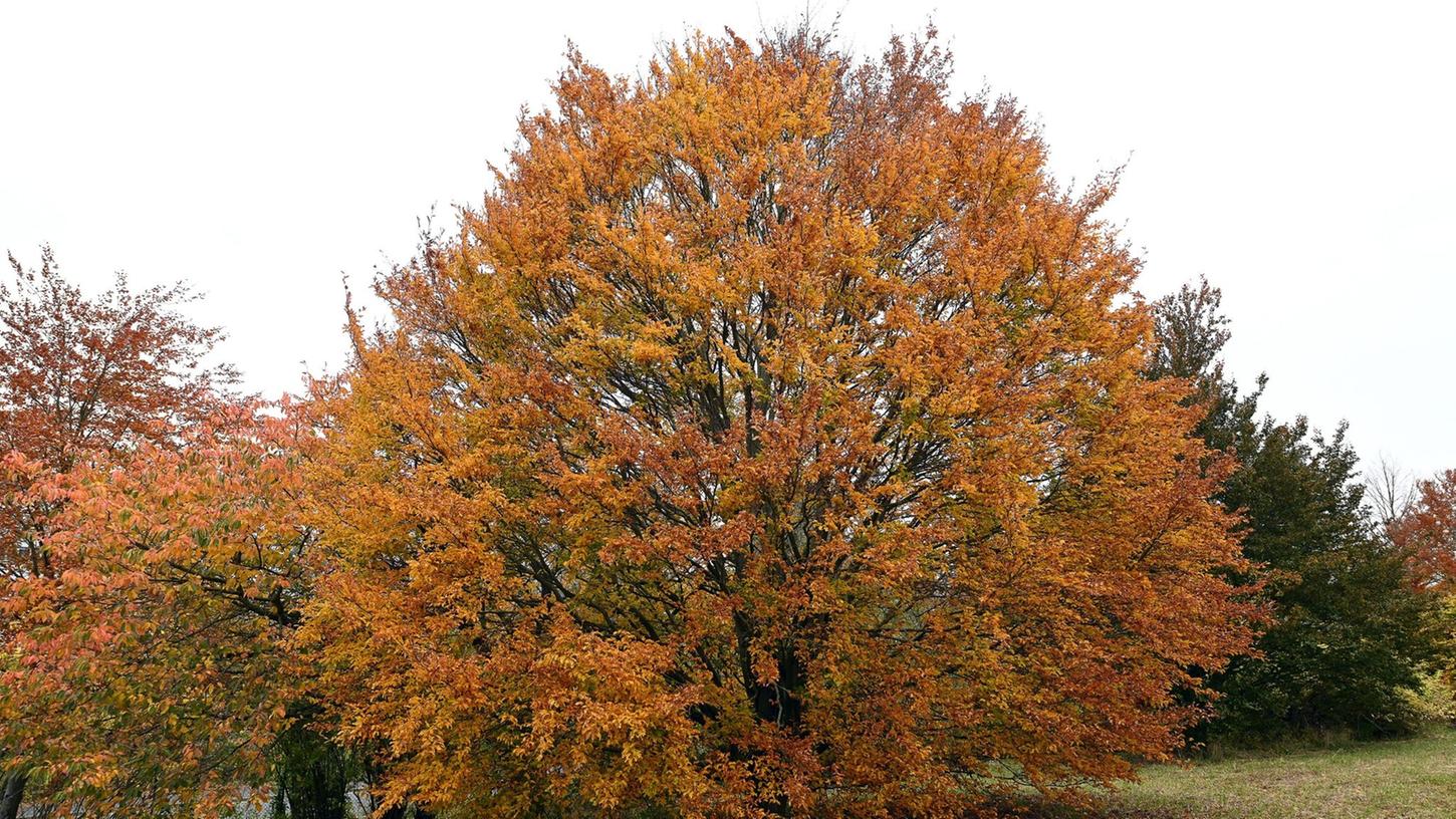 Hat unter den trockenen Sommern der vergangenen Jahre überraschend stark gelitten: Die Rot-Buche, der "Baum des Jahres" 2022. Hat unter den trockenen Sommern der vergangenen Jahre überraschend stark gelitten: Die Rot-Buche, der "Baum des Jahres" 2022.
