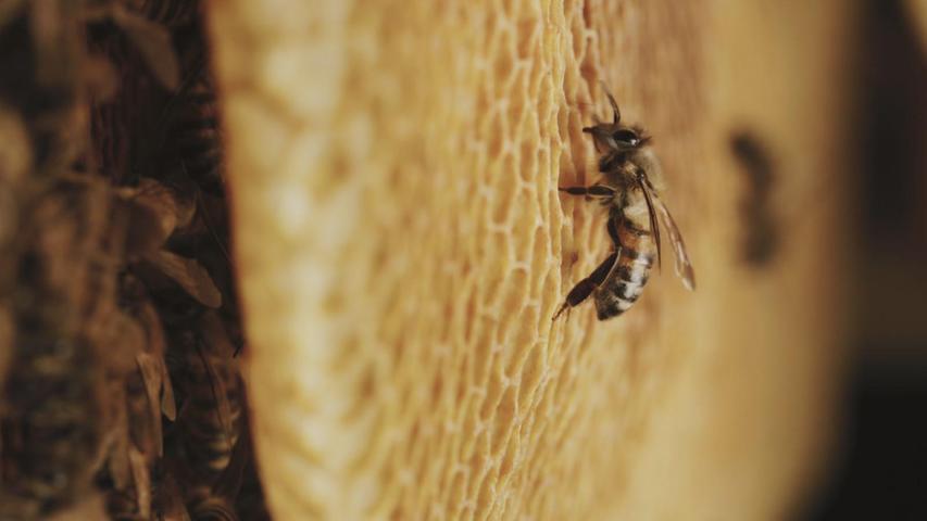 Filmemacher Dennis Wells hat seine jahrelangen Beobachtungen über Bienen in einem Dokumentarfilm zusammengefasst. "Tagebuch einer Biene" läuft von Freitag bis Sonntag im Filmhaus. Das beflügelnde Filmerlebnis für die ganze Familie ist jeweils um 15 Uhr zu sehen. 
