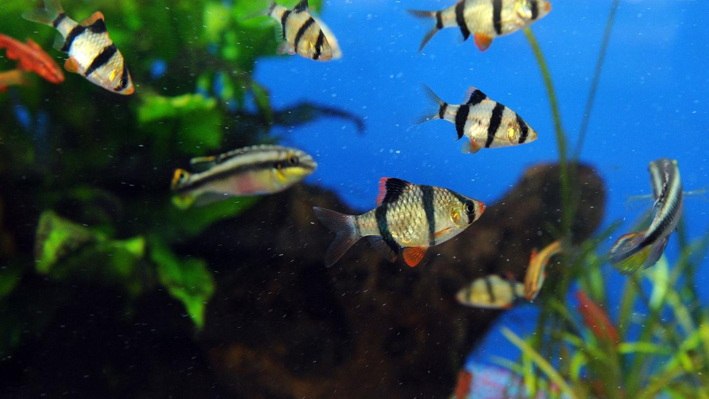 Gibt es regelmäßig Konflikte zwischen einzelnen Aquarienbewohnern, ist das Becken möglicherweise zu klein. Aber auch Algen und zu hohe Nitratwerte können ein Zeichen dafür sein, dass das Fischrevier zu voll ist. Gibt es regelmäßig Konflikte zwischen einzelnen Aquarienbewohnern, ist das Becken möglicherweise zu klein. Aber auch Algen und zu hohe Nitratwerte können ein Zeichen dafür sein, dass das Fischrevier zu voll ist.