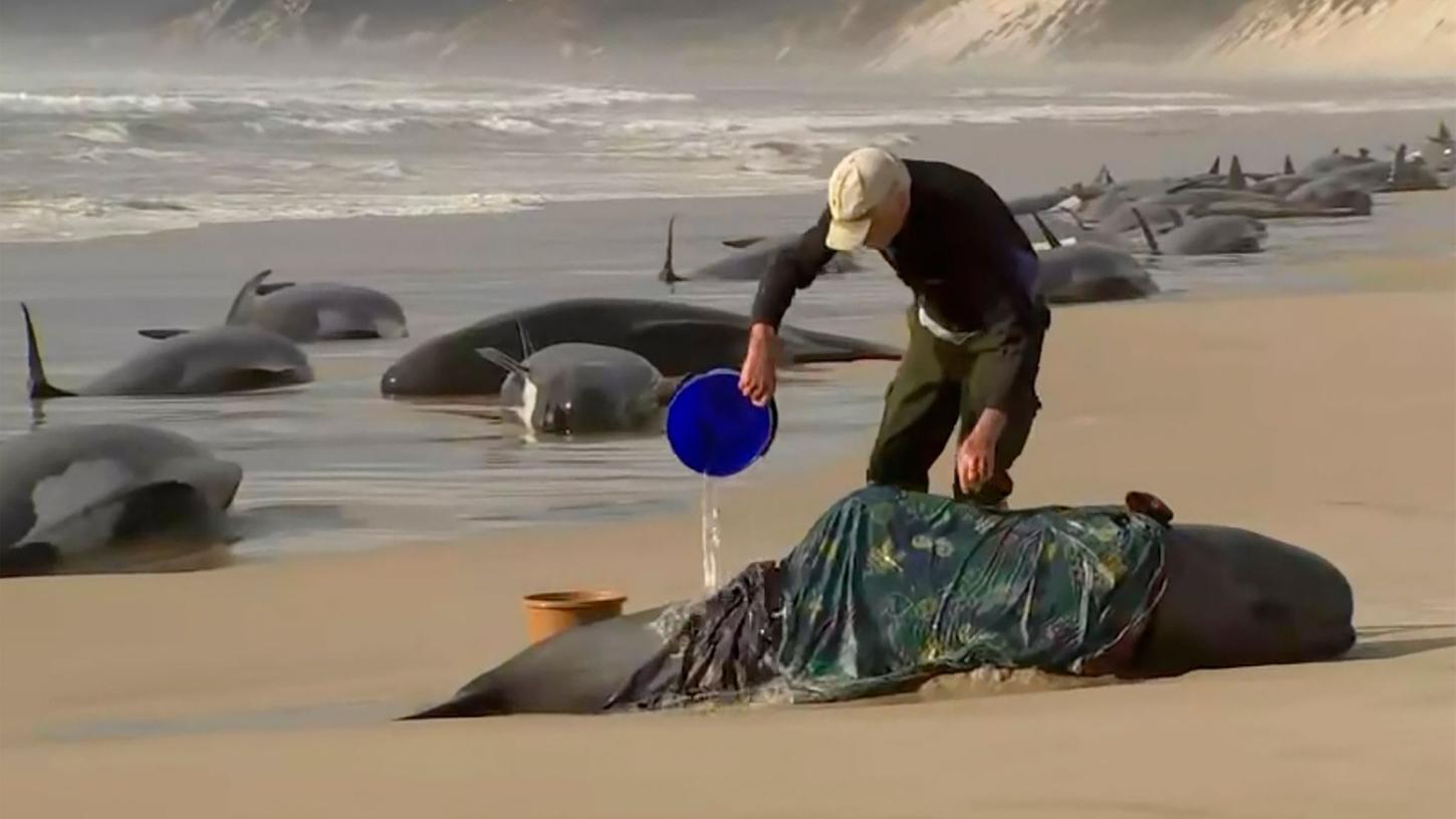 Ein Retter gießt Wasser auf einen gestrandeten Wal am Ocean Beach in der Nähe von Strahan, Australien. Mehr als 200 Wale sind an der Westküste Tasmaniens gestrandet.