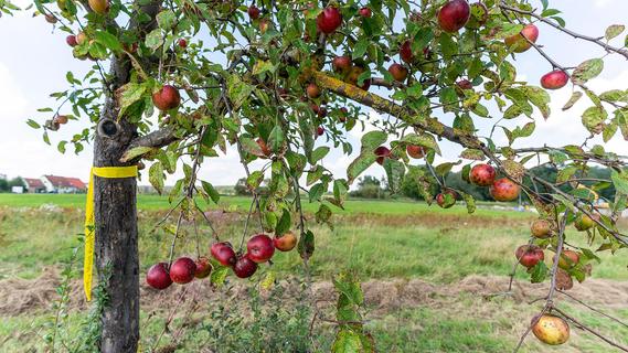 Erlangen: Warum Frankens Äpfel die besten sind