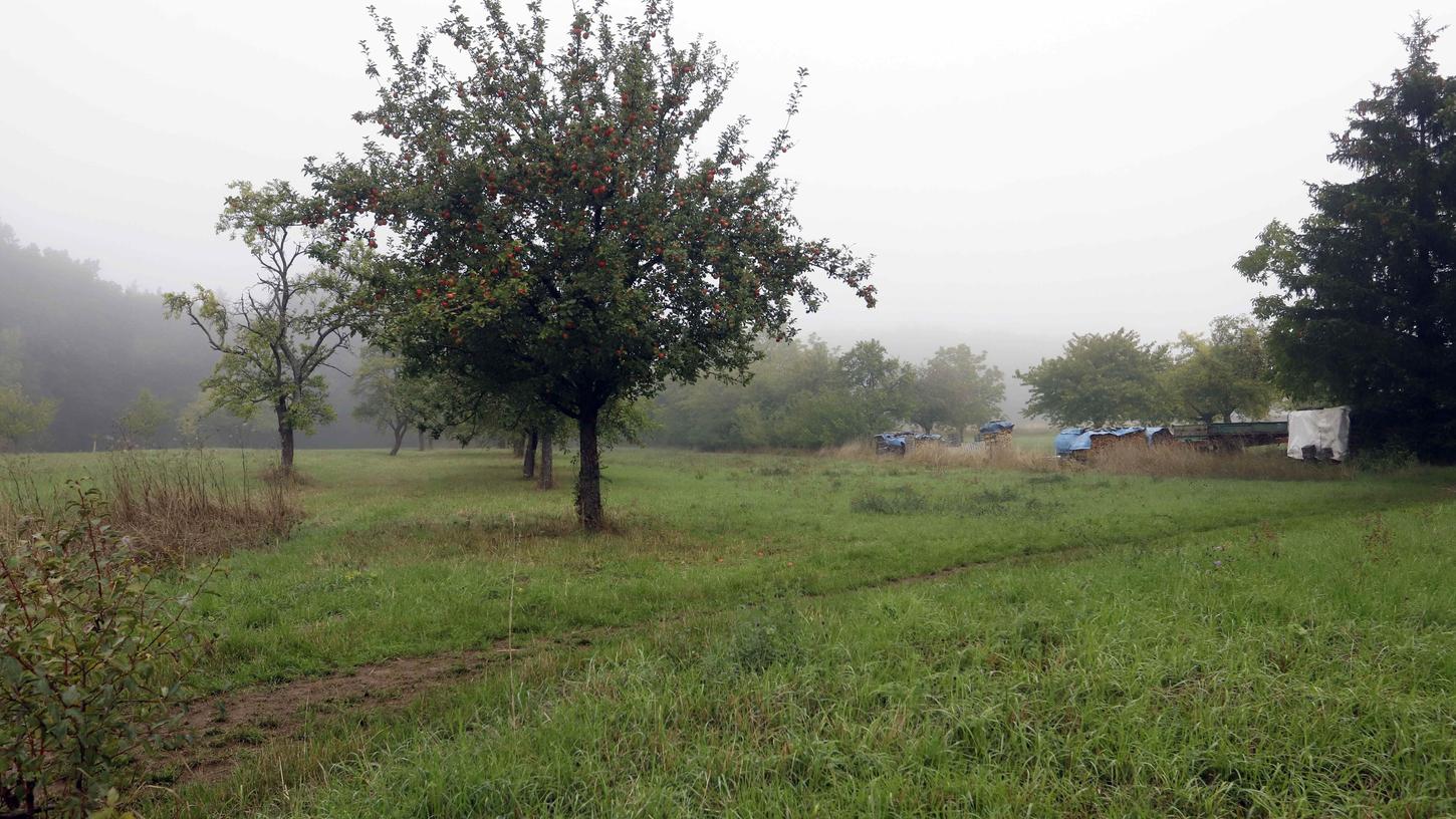 Auf einer Fläche von rund drei Fußballfeldern, auf der heute einige Obstbäume zu finden sind, soll das Wohngebiet entstehen.
Auf einer Fläche von rund drei Fußballfeldern, auf der heute einige Obstbäume zu finden sind, soll das Wohngebiet entstehen.