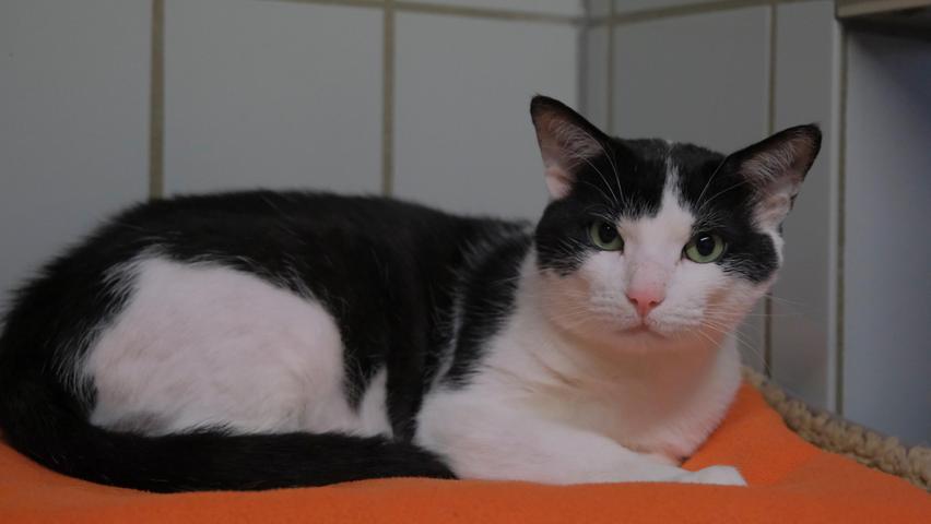 Der schwarz-weiße Kater „Giovanni“ kam aus dem gleichen Haushalt ins Tierheim Neumarkt. Auch er kam unkastriert, mit einer ganzen Armada „blinder Passagiere“, nämlich Flöhen, und geplagt von einer Flohstichallergie. Der etwa 2020 geborene Kater war zuerst recht angriffslustig, aber mit Leckerchen und gutem Zureden hat sich das schnell gelegt. Inzwischen kommt er freudig angelaufen und streckt den Pflegerinnen sein Köpfchen entgegen, um gekrault zu werden. Bezüglich seines neuen Zuhauses hat „Giovanni“ ähnliche Wünsche wie „Carla“, nämlich nette, geduldige Menschen mit einem verkehrsarm gelegenen Häuschen. Nur Artgenossen sollten bei „Giovanni“ nicht unbedingt sein. Das Tierheim Neumarkt ist trotz der erfolgten Lockerungen noch immer bis auf Weiteres für Besucher, Gassigeher und Katzenstreichler geschlossen. Besuche und Tiervermittlungen können nur nach vorheriger telefonischer Terminvereinbarung stattfinden. Das Büro ist täglich (außer an Sonn- und Feiertagen) von 14.30 bis 17 Uhr unter der Telefonnummer (0 91 81) 2 28 62 erreichbar. In Notfällen und im Falle von Fundtieren ist das Tierheim ebenfalls unter dieser Telefonnummer erreichbar. Hier geht es zur Internet-Seite des Tierheims
Der schwarz-weiße Kater „Giovanni“ kam aus dem gleichen Haushalt ins Tierheim Neumarkt. Auch er kam unkastriert, mit einer ganzen Armada „blinder Passagiere“, nämlich Flöhen, und geplagt von einer Flohstichallergie. Der etwa 2020 geborene Kater war zuerst recht angriffslustig, aber mit Leckerchen und gutem Zureden hat sich das schnell gelegt. Inzwischen kommt er freudig angelaufen und streckt den Pflegerinnen sein Köpfchen entgegen, um gekrault zu werden. Bezüglich seines neuen Zuhauses hat „Giovanni“ ähnliche Wünsche wie „Carla“, nämlich nette, geduldige Menschen mit einem verkehrsarm gelegenen Häuschen. Nur Artgenossen sollten bei „Giovanni“ nicht unbedingt sein. Das Tierheim Neumarkt ist trotz der erfolgten Lockerungen noch immer bis auf Weiteres für Besucher, Gassigeher und Katzenstreichler geschlossen. Besuche und Tiervermittlungen können nur nach vorheriger telefonischer Terminvereinbarung stattfinden. Das Büro ist täglich (außer an Sonn- und Feiertagen) von 14.30 bis 17 Uhr unter der Telefonnummer (0 91 81) 2 28 62 erreichbar. In Notfällen und im Falle von Fundtieren ist das Tierheim ebenfalls unter dieser Telefonnummer erreichbar. Hier geht es zur Internet-Seite des Tierheims