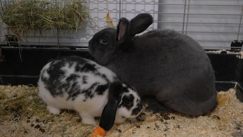 Auch die beiden netten Kaninchen „Greta“ und „Susi“ brauchen ein neues Zuhause. Sie wurden in Neumarkt am Wolfstein in einem Karton ausgesetzt. Inzwischen hat sich auch herausgestellt, wem die Kaninchen gehörten, doch diese Menschen kommen schon mit ihrem eigenen Leben nicht zurecht, wie sollten sie dann auch noch Verantwortung für andere Lebewesen übernehmen können?
Die zwei Kaninchenmädels, die blau-graue Deutsche Riesin „Greta“ und das schwarz-weiße Zwergwidderkaninchen „Susi“, sind ein Herz und eine Seele, sie sitzen immer dicht beieinander, und deshalb kommt für die beiden auch nur ein gemeinsames, neues Zuhause in Frage. Die sehr zutraulichen Kaninchen waren in ihrem bisherigen Zuhause an Außenhaltung gewöhnt, doch die Anforderungen an eine gute Außenhaltung sollten schon beachtet werden. Sie können aber auch innen bei ausreichendem Platzangebot gehalten werden. Das Tierheim Neumarkt ist trotz der erfolgten Lockerungen noch immer bis auf Weiteres für Besucher, Gassigeher und Katzenstreichler geschlossen. Besuche und Tiervermittlungen können nur nach vorheriger telefonischer Terminvereinbarung stattfinden. Das Büro ist täglich (außer an Sonn- und Feiertagen) von 14.30 bis 17 Uhr unter der Telefonnummer (0 91 81) 2 28 62 erreichbar. In Notfällen und im Falle von Fundtieren ist das Tierheim ebenfalls unter dieser Telefonnummer erreichbar. Hier geht es zur Internet-Seite des Tierheims
Auch die beiden netten Kaninchen „Greta“ und „Susi“ brauchen ein neues Zuhause. Sie wurden in Neumarkt am Wolfstein in einem Karton ausgesetzt. Inzwischen hat sich auch herausgestellt, wem die Kaninchen gehörten, doch diese Menschen kommen schon mit ihrem eigenen Leben nicht zurecht, wie sollten sie dann auch noch Verantwortung für andere Lebewesen übernehmen können?
Die zwei Kaninchenmädels, die blau-graue Deutsche Riesin „Greta“ und das schwarz-weiße Zwergwidderkaninchen „Susi“, sind ein Herz und eine Seele, sie sitzen immer dicht beieinander, und deshalb kommt für die beiden auch nur ein gemeinsames, neues Zuhause in Frage. Die sehr zutraulichen Kaninchen waren in ihrem bisherigen Zuhause an Außenhaltung gewöhnt, doch die Anforderungen an eine gute Außenhaltung sollten schon beachtet werden. Sie können aber auch innen bei ausreichendem Platzangebot gehalten werden. Das Tierheim Neumarkt ist trotz der erfolgten Lockerungen noch immer bis auf Weiteres für Besucher, Gassigeher und Katzenstreichler geschlossen. Besuche und Tiervermittlungen können nur nach vorheriger telefonischer Terminvereinbarung stattfinden. Das Büro ist täglich (außer an Sonn- und Feiertagen) von 14.30 bis 17 Uhr unter der Telefonnummer (0 91 81) 2 28 62 erreichbar. In Notfällen und im Falle von Fundtieren ist das Tierheim ebenfalls unter dieser Telefonnummer erreichbar. Hier geht es zur Internet-Seite des Tierheims